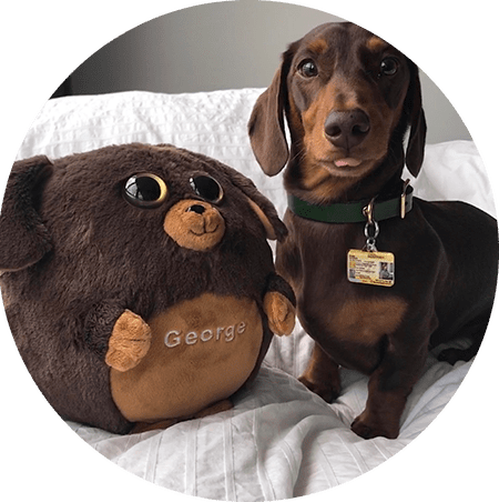 make your pet a stuffed animal
